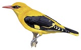 Indian Golden Oriole Illustration