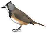 Crested Bellbird Illustration