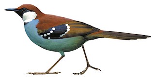 Ptilorrhoa leucosticta mayri