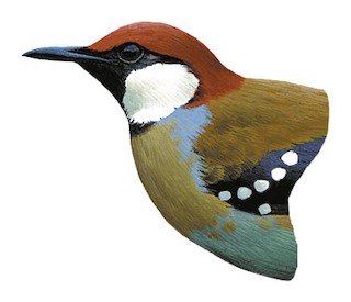 Ptilorrhoa leucosticta sibilans