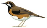 Painted Quail-thrush Illustration