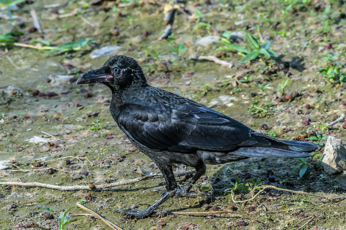 Large-billed Crow - Nitin Chandra