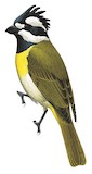 Western Shriketit Illustration