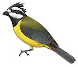 Eastern Shriketit Illustration