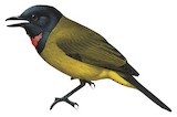 Bare-throated Whistler Illustration