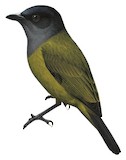 Hooded Whistler Illustration