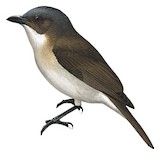 Brown-backed Whistler Illustration