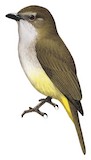 Sulphur-vented Whistler Illustration