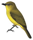 Bornean Whistler Illustration