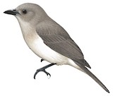 Mangrove Whistler Illustration