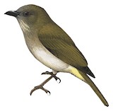 Green-backed Whistler Illustration