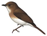 White-vented Whistler Illustration