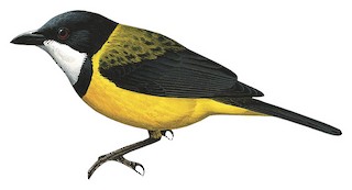 Pachycephala calliope everetti