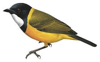Pachycephala calliope fulviventris