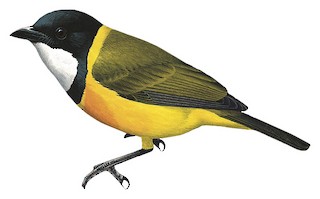 Pachycephala calliope fulvotincta