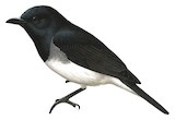 Black-headed Whistler Illustration