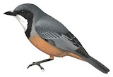 Rufous Whistler Illustration