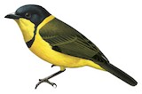 Oriole Whistler Illustration