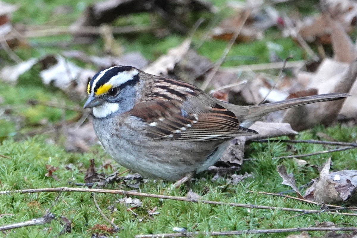 White-throated Sparrow - ML153048211
