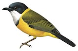 Black-chinned Whistler Illustration