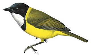 Pachycephala calliope calliope