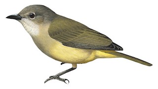 Pachycephala melanura dammeriana