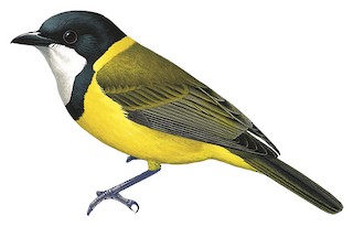 Pachycephala melanura dammeriana