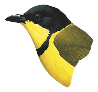 Pachycephala macrorhyncha fuscoflava