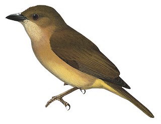 Pachycephala macrorhyncha macrorhyncha