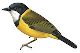 Yellow-throated Whistler Illustration