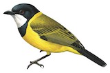 Australian Golden Whistler Illustration