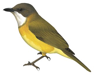 Pachycephala sharpei