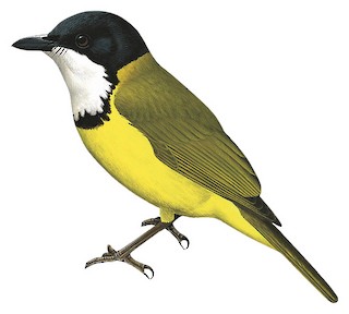 Pachycephala sharpei