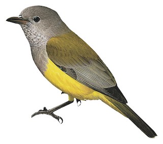 Pachycephala melanura dahli