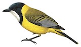 Mangrove Golden Whistler Illustration