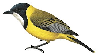 Pachycephala melanura melanura