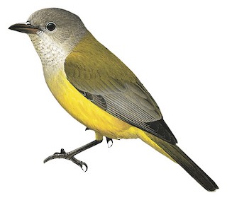 Pachycephala melanura spinicaudus