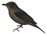 Sooty Shrikethrush Illustration