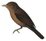 Waigeo Shrikethrush Illustration