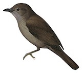 Mamberamo Shrikethrush Illustration