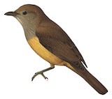 Sepik-Ramu Shrikethrush Illustration