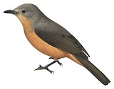 Bower's Shrikethrush Illustration