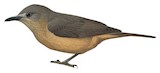 Sandstone Shrikethrush Illustration