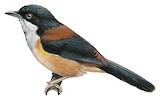 Black-headed Shrike-babbler Illustration