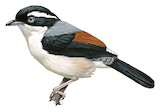 White-browed Shrike-babbler Illustration