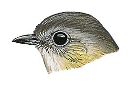 Pteruthius xanthochlorus xanthochlorus
