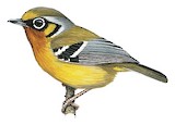 Black-eared Shrike-babbler Illustration