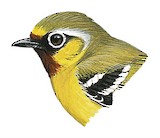 Clicking Shrike-babbler Illustration