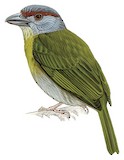 Rufous-browed Peppershrike Illustration