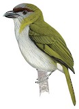 Black-billed Peppershrike Illustration